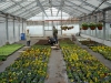 Produkcja roślin ozdobnych